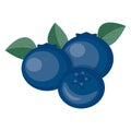Blueberry design icon.