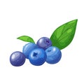 blueberry dessert cartoon vector illustration