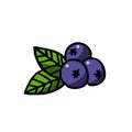 Blueberry doodle icon