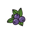 Blueberry doodle icon