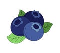 Blueberry doodle Vector color illustration isolated on a white background