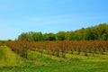 The Blueberry Field