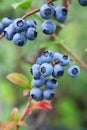 Blueberry field. Fresh blueberries on the bush. Vivid colors. Fresh berries on the branch on a blueberry field farm. Great Royalty Free Stock Photo