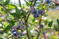 Blueberry field. Fresh organic blueberries on the bush. Fresh berries on the branch on a blueberry field farm. Great bilberry. Bog Royalty Free Stock Photo