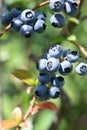 Blueberry field. Fresh organic blueberries on the bush. Fresh berries on the branch on a blueberry field farm. Great bilberry. Bog Royalty Free Stock Photo