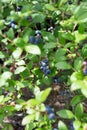 Blueberry field. Fresh organic blueberries on the bush. Fresh berries on the branch on a blueberry field farm. Great bilberry. Bog Royalty Free Stock Photo