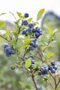 Blueberry field. Fresh organic blueberries on the bush. Fresh berries on the branch on a blueberry field farm. Great bilberry. Bog Royalty Free Stock Photo