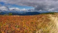 Blueberry field