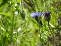 Blueberry in a field of tall green grasses Royalty Free Stock Photo