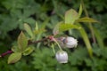 Blueberry flower (Vaccinum corymbosum)