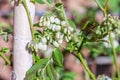 Blueberry flowers on the bush, Vaccinium corymbosum, highbush blueberry Royalty Free Stock Photo