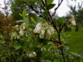 Blueberry flowers after rain. Royalty Free Stock Photo