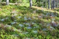 Blueberry forest Royalty Free Stock Photo