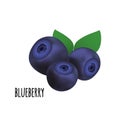 Blueberry forest berry. Vector illustration. Royalty Free Stock Photo