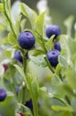 Blueberry - forest product Royalty Free Stock Photo