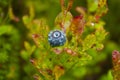 blueberry forest raindrops on the leaves Royalty Free Stock Photo