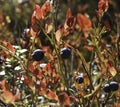 Blueberry in forest Royalty Free Stock Photo