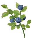 Blueberry four dark berries small branch Royalty Free Stock Photo