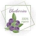 Blueberry frame and text on white background. Vector illustration in style of logo of healthy organic food. Design for packaging