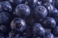 A pile of fresh blueberries Royalty Free Stock Photo