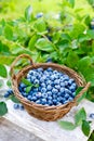 Blueberry. Fresh berries with leaves in basket in a garden. Harvesting blueberry