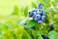 Blueberry. Fresh berries with leaves on branch in a garden
