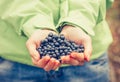 Blueberry fresh picked organic food in woman hands