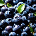 Blueberry fresh raw organic fruit