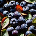 Blueberry fresh raw organic fruit