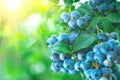 Blueberry. Fresh and ripe organic Blueberries plant growing in a garden. Diet, dieting, healthy vegan food. Blue berry hanging