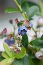 Blueberry fruit bush