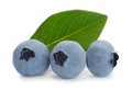 Blueberry fruit Royalty Free Stock Photo