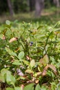 Blueberry fruits