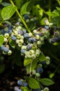 Blueberry fruits on the bush in the garden. Healthy nutrition. proper nutrition.Fresh berries on the branches, field farm. Royalty Free Stock Photo