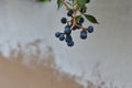 Blueberry fruits hang on a tree.