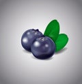 Blueberry fruits isolated on white background. Vector green leaves and berries