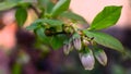 Blueberry fruits Vaccinium corymbosum