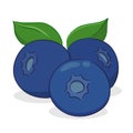 Blueberry Fruits