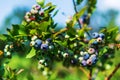 Blueberry with green leaves in nature Royalty Free Stock Photo