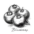 Blueberry hand drawn black and white vector