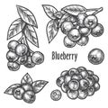 Blueberry hand drawn sketch, forest berry fruits Royalty Free Stock Photo