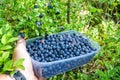 Blueberry harvesting time