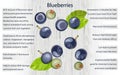 Blueberry health benefits infographics on wooden background