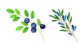 Blueberry and Honeyberry Branch with Hanging Ripe Edible Berry Vector Set