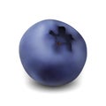 Blueberry Huckleberry Vitamin Season Berry Vector