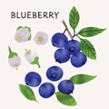 Blueberry illustration vector set with watercolor texture and line art. Hand drawn fully isolated modern colorful design elements Royalty Free Stock Photo