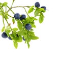 Blueberry isolated on white Royalty Free Stock Photo