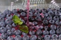 Blueberry jelly from blueberries is poured in a thin stream of delicious healthy dessert with mint leaves in a