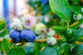 Blueberry. Large berries ripen on the branches