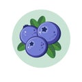 Blueberry illustration. Berries in green circle.